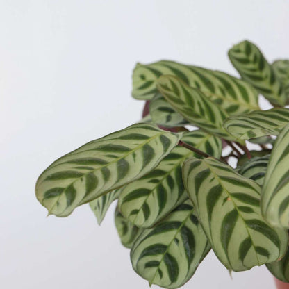 Never Never Plant - 2 pcs. - Ctenanthe 'burle-marxii' - Height 30-40cm - ⌀14cm