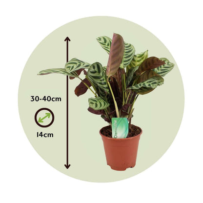 Never Never Plant - 2 pcs. - Ctenanthe 'burle-marxii' - Height 30-40cm - ⌀14cm