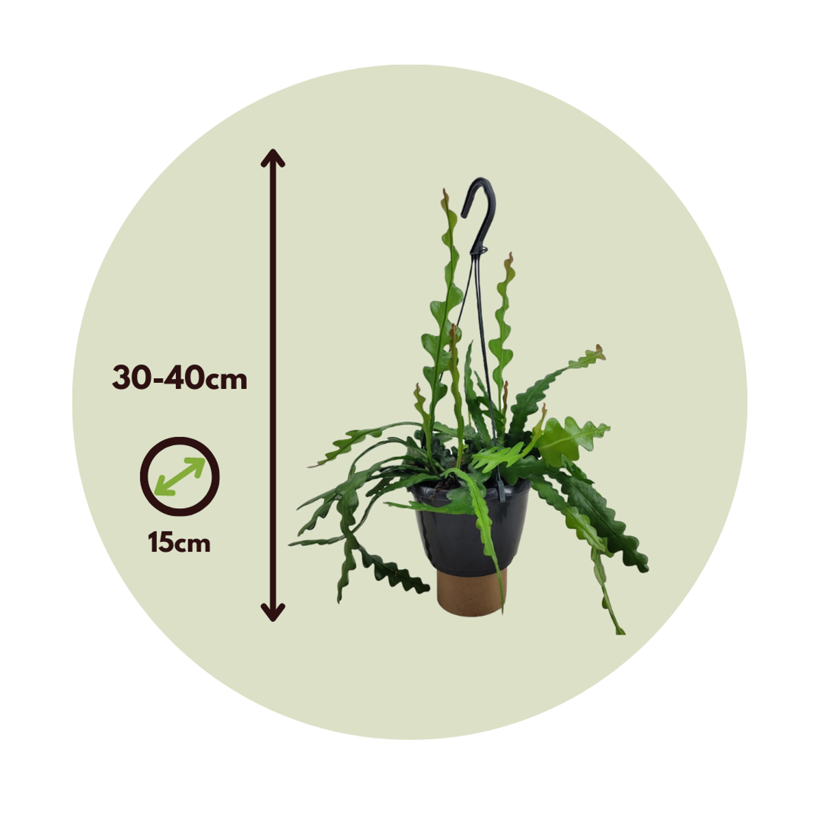 Orchid cactus - 2 pcs. - Epiphyllum 'Anguliger' - Height 30-40cm - ⌀15cm