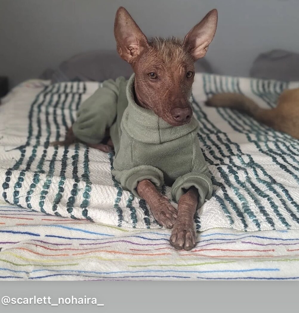 Fleece Lined Sweatshirt - Sage Green