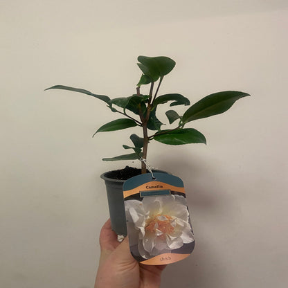 Camellia japonica 'Silver Anniversary' 9cm/3L