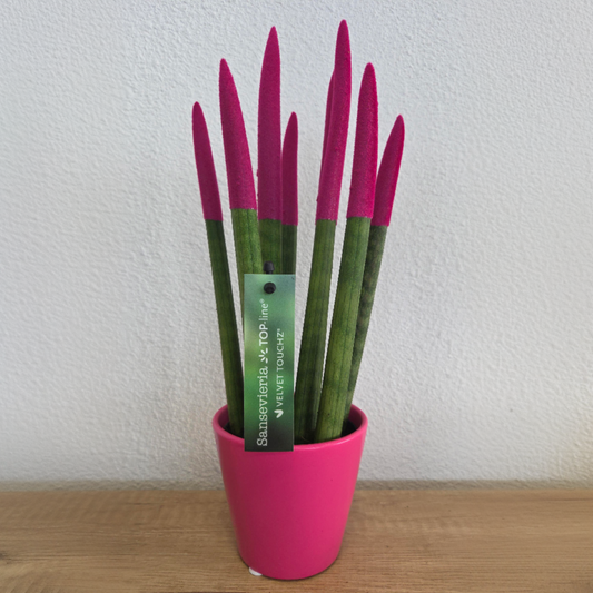 Snake Plant Velvet Touch - Sansevieria cylindrica - Height 20-40cm - ⌀9cm
