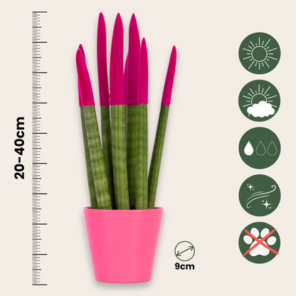 Snake Plant Velvet Touch - Sansevieria cylindrica - Height 20-40cm - ⌀9cm