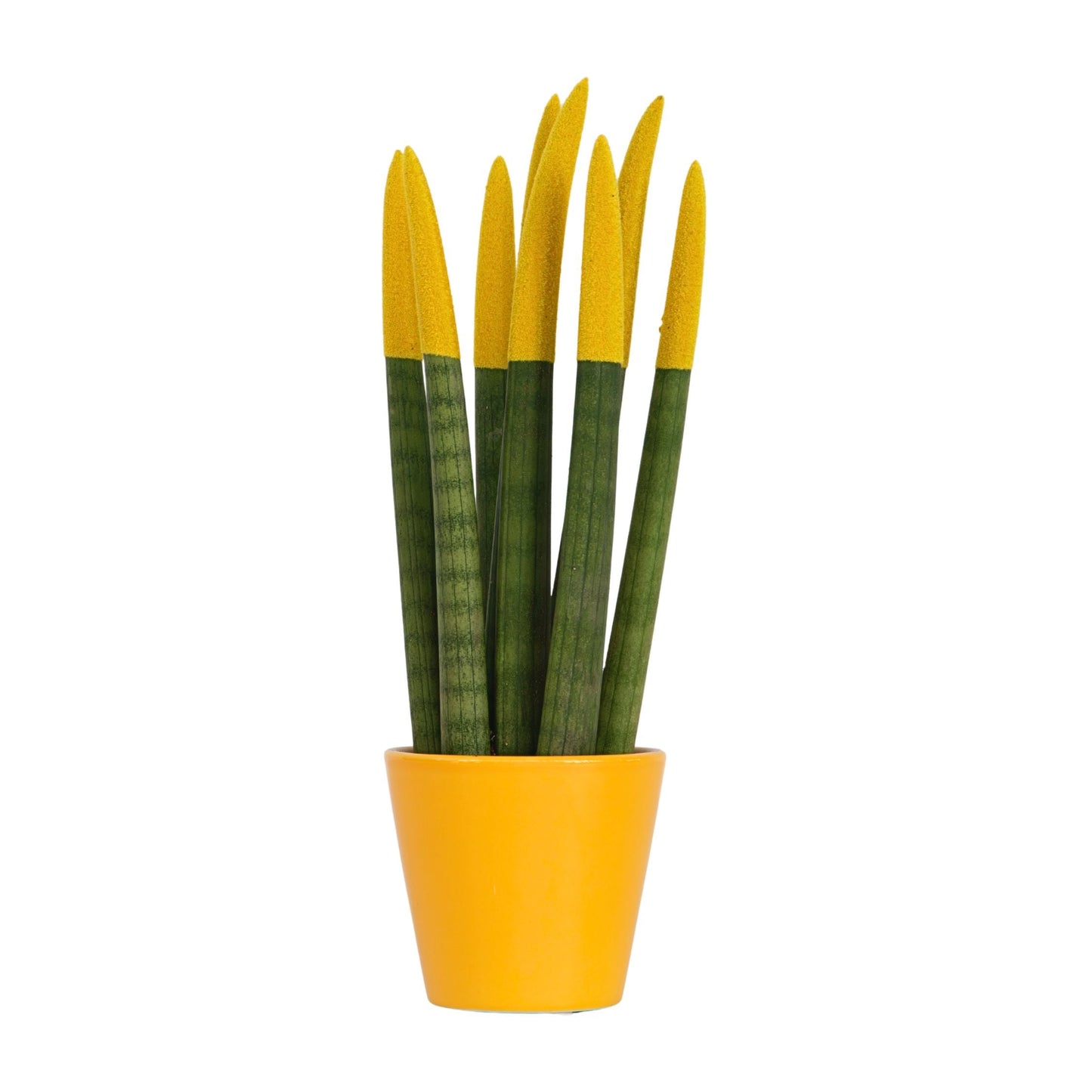 Snake Plant Velvet Touch - Sansevieria cylindrica - Height 20-40cm - ⌀9cm