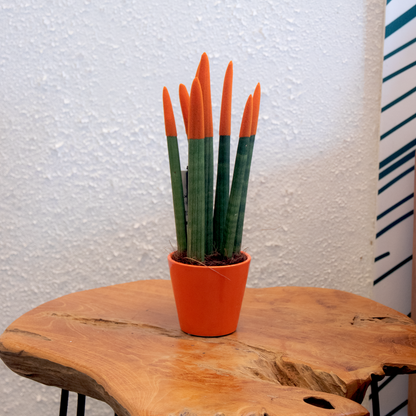 Snake Plant Velvet Touch - Sansevieria cylindrica - Height 20-40cm - ⌀9cm