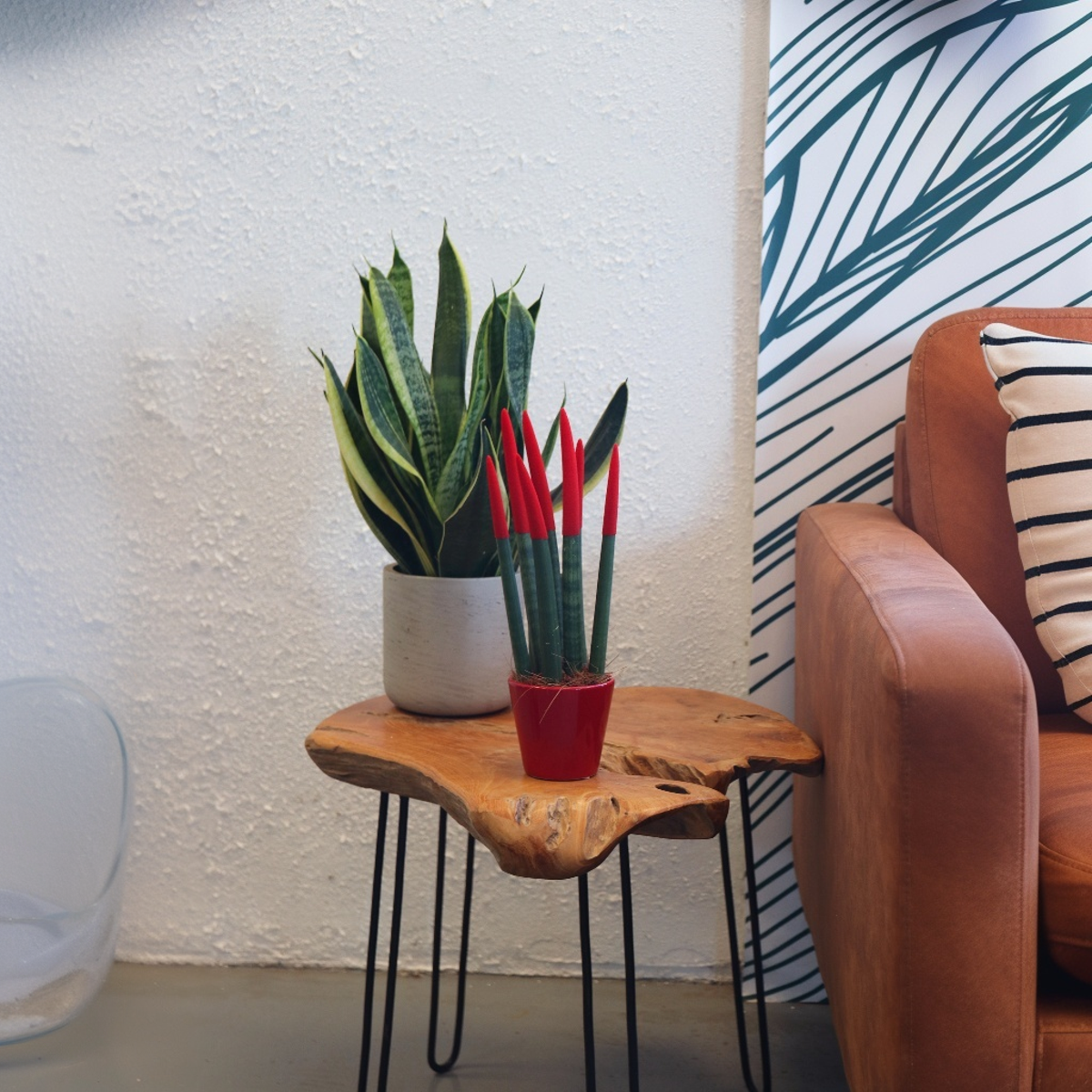 Snake Plant Velvet Touch - Sansevieria cylindrica - Height 20-40cm - ⌀9cm