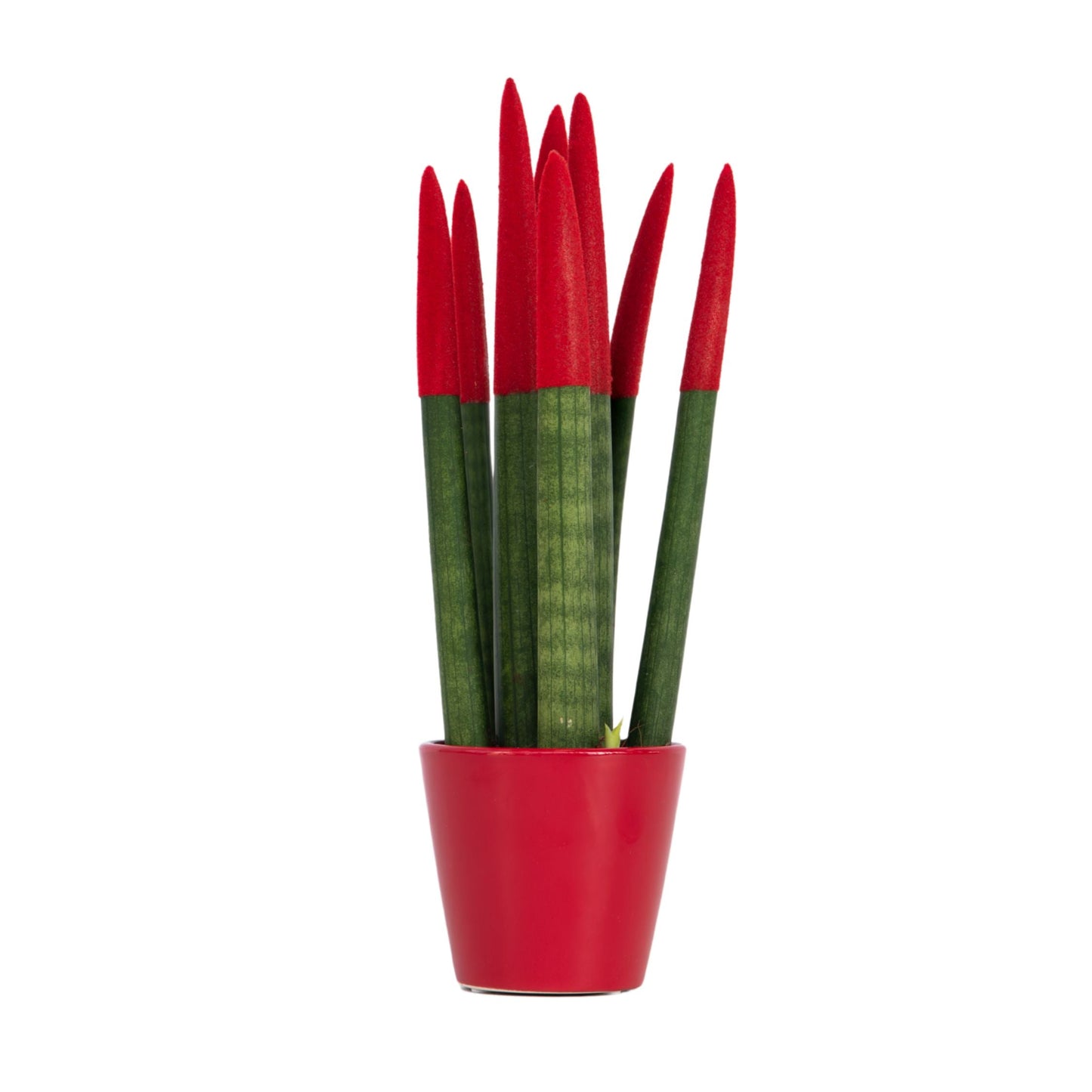 Snake Plant Velvet Touch - Sansevieria cylindrica - Height 20-40cm - ⌀9cm