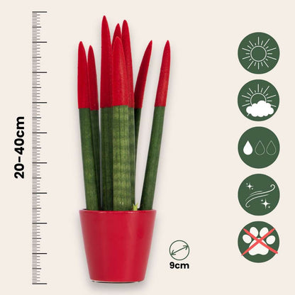 Snake Plant Velvet Touch - Sansevieria cylindrica - Height 20-40cm - ⌀9cm