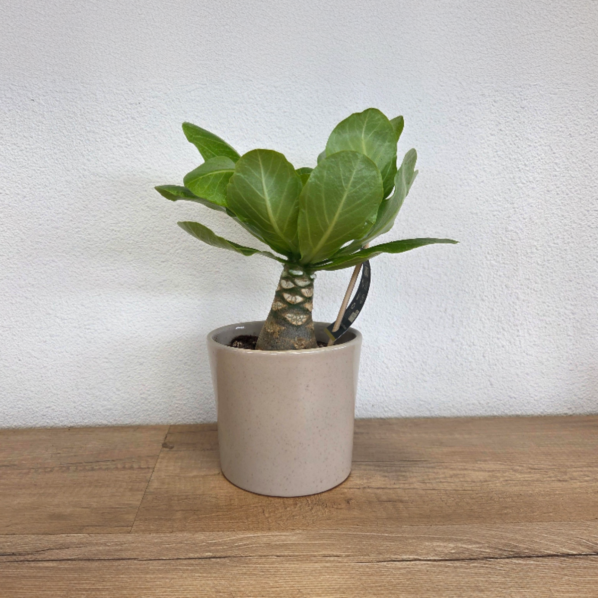 Hawaiian Palm - Brighamia insignis - Height 25-35cm - Pot 12cm
