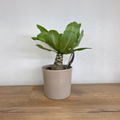 Hawaiian Palm - Brighamia insignis - Height 25-35cm - Pot 12cm