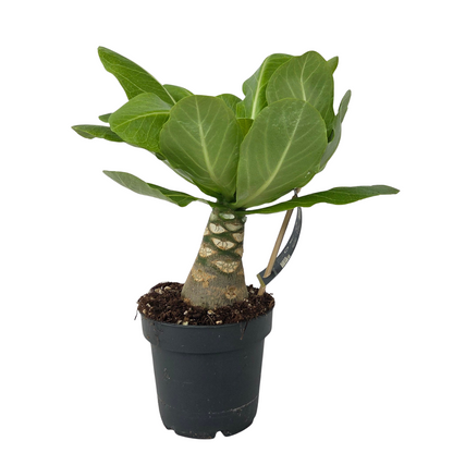 Hawaiian Palm - Brighamia insignis - Height 25-35cm - Pot 12cm