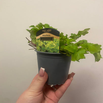 Heuchera 'Lime Marmalade' 9cm / 2L