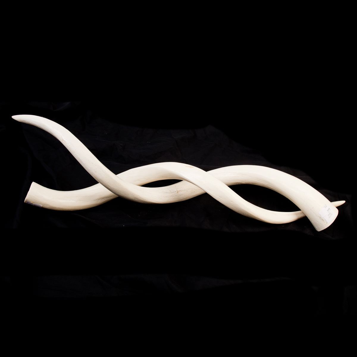 Kudu Inner Horn