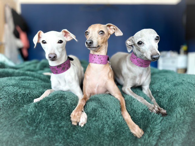 Leather Collar - Tattoo Flash