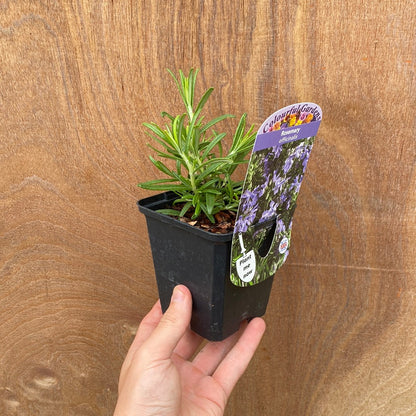 Rosemary officinalis (9cm/1.5L)