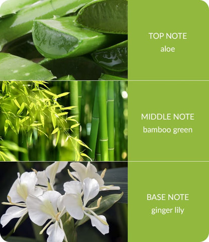 Bamboo & Ginger Lily Fragrance Diffuser -70ml - Up to 12 Weeks of Fragrance
