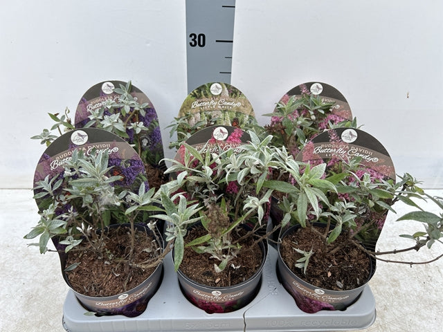 Buddleja Butterfly Candy 'Lila Sweatheart' 1/3L
