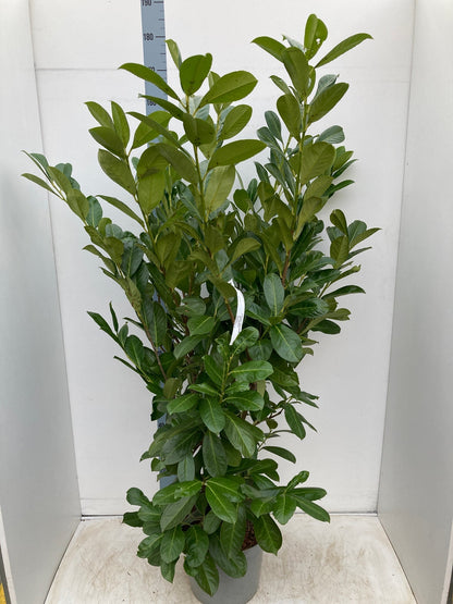 6ft Established Bushy Potted Cherry Laurel Hedge Plants 150-180cm.
