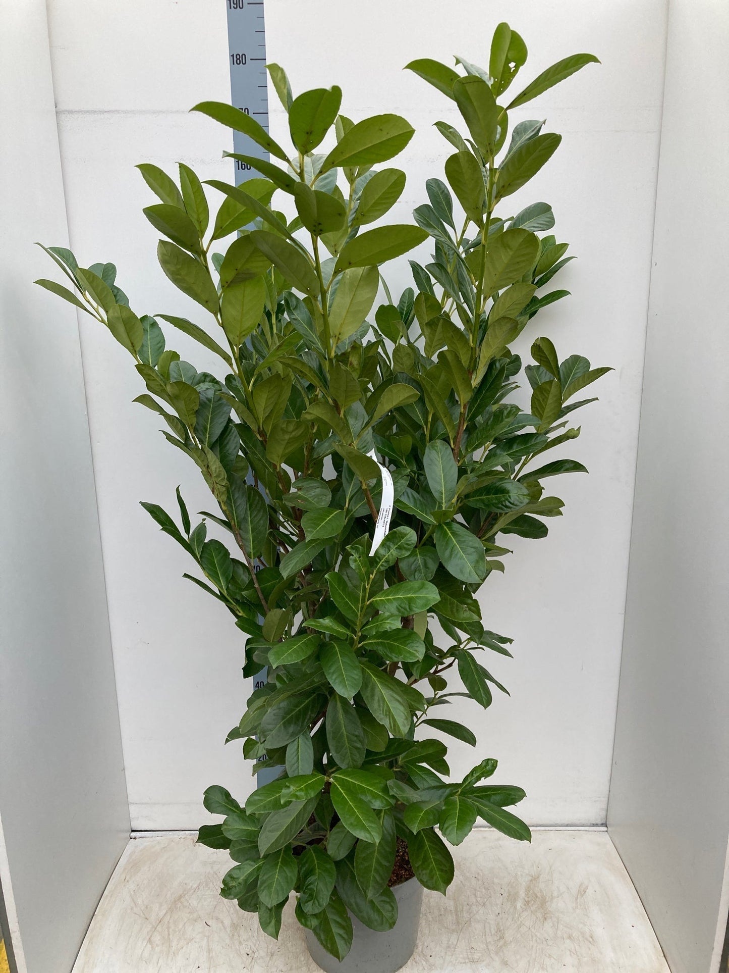 6ft Established Bushy Potted Cherry Laurel Hedge Plants 150-180cm.