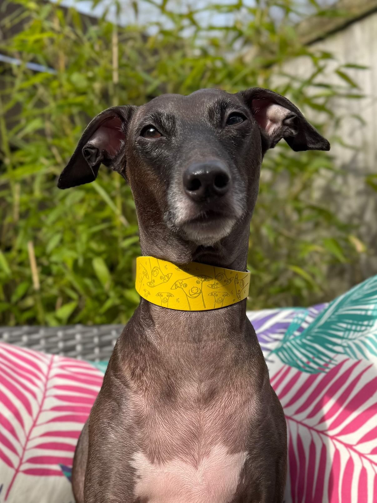 Leather Collar - Hounds