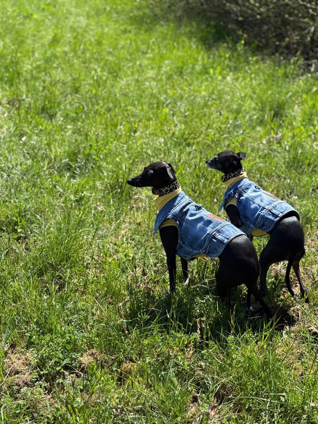 Denim Jacket - Cool Iggy Club