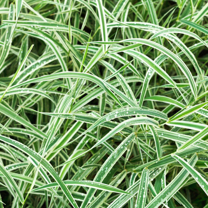 Carex - Everest | Ornamental Grass 1L / 2L