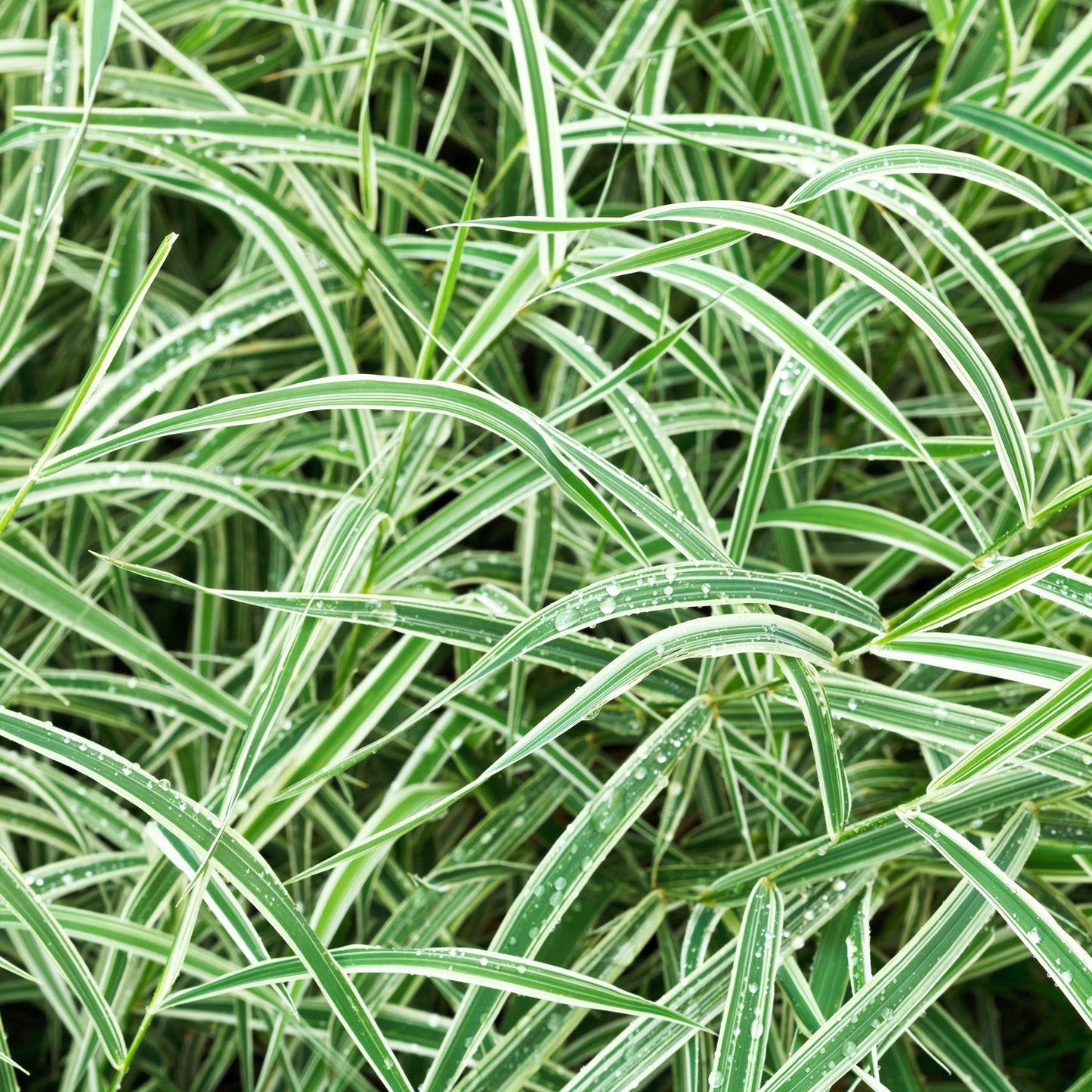 Carex - Everest | Ornamental Grass 1L / 2L