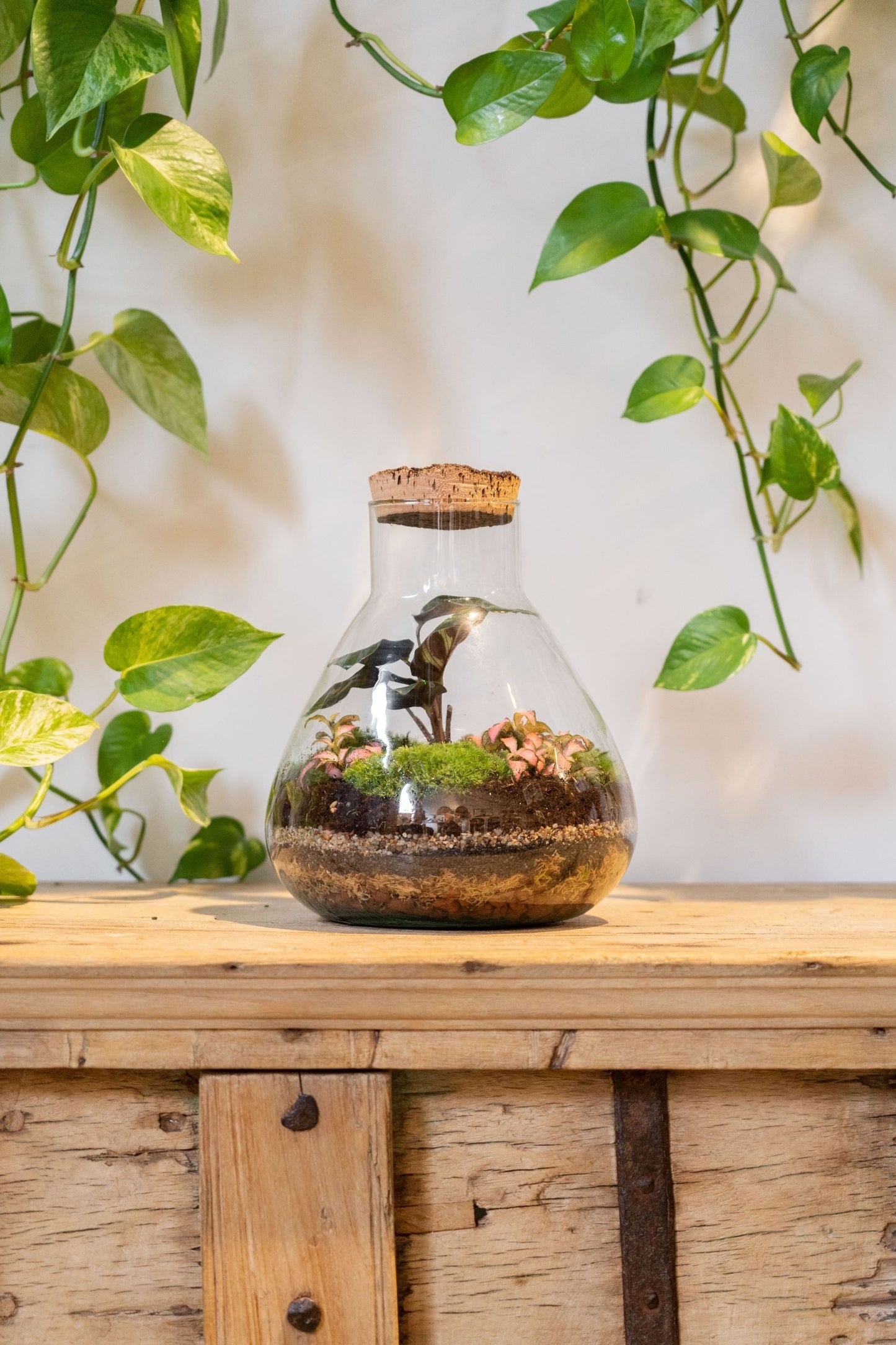 LAB Jar Terrarium Tropical