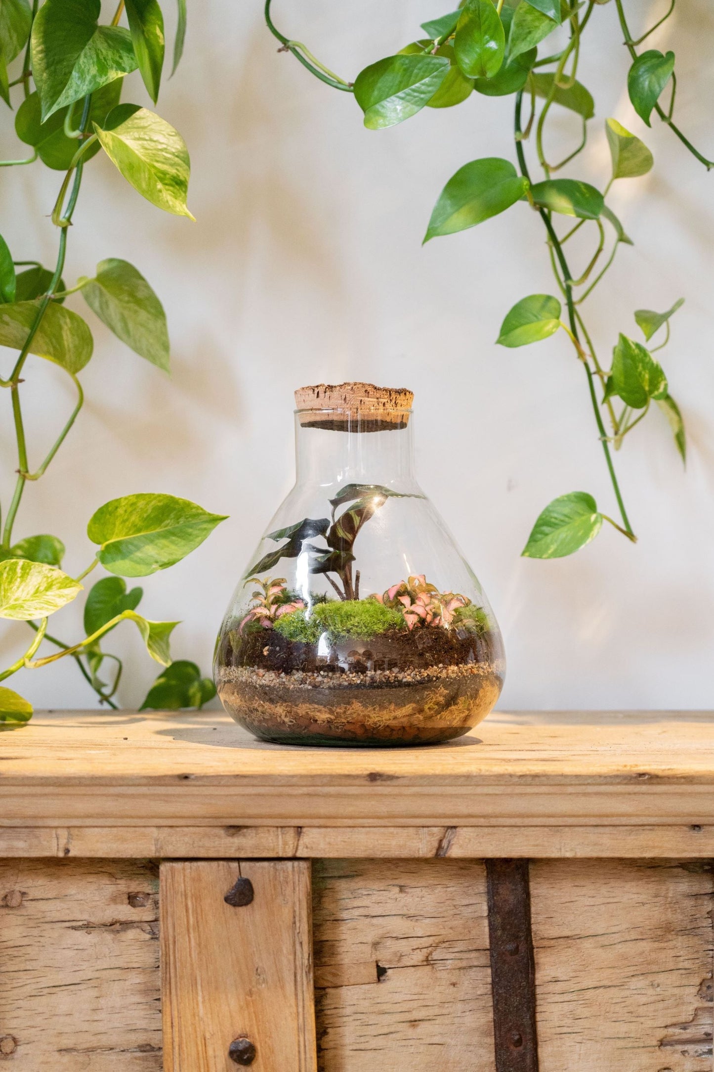 LAB Jar Terrarium Tropical