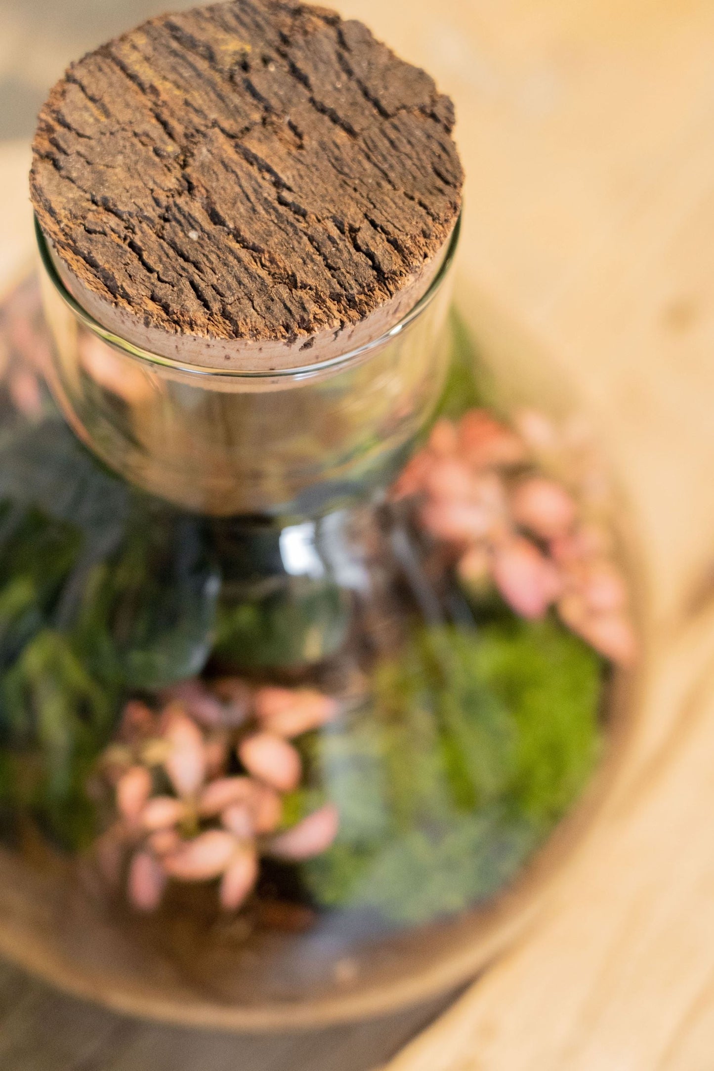 LAB Jar Terrarium Tropical