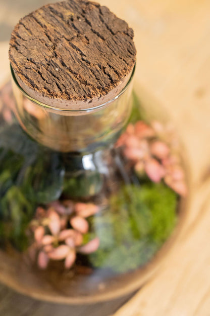 LAB Jar Terrarium Tropical