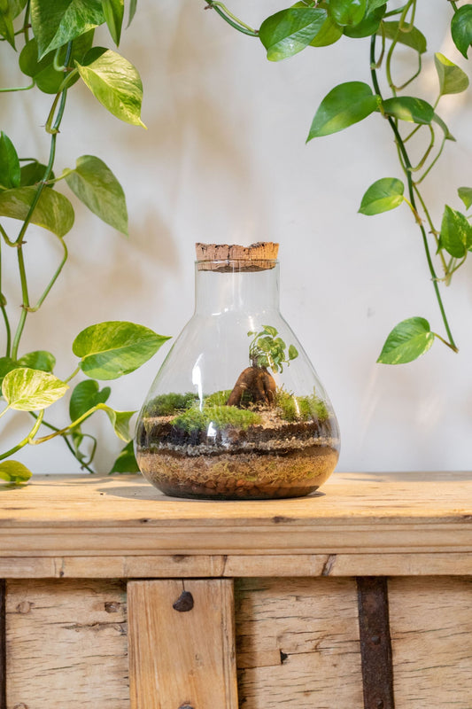 LAB Jar Terrarium Zen (24cm)