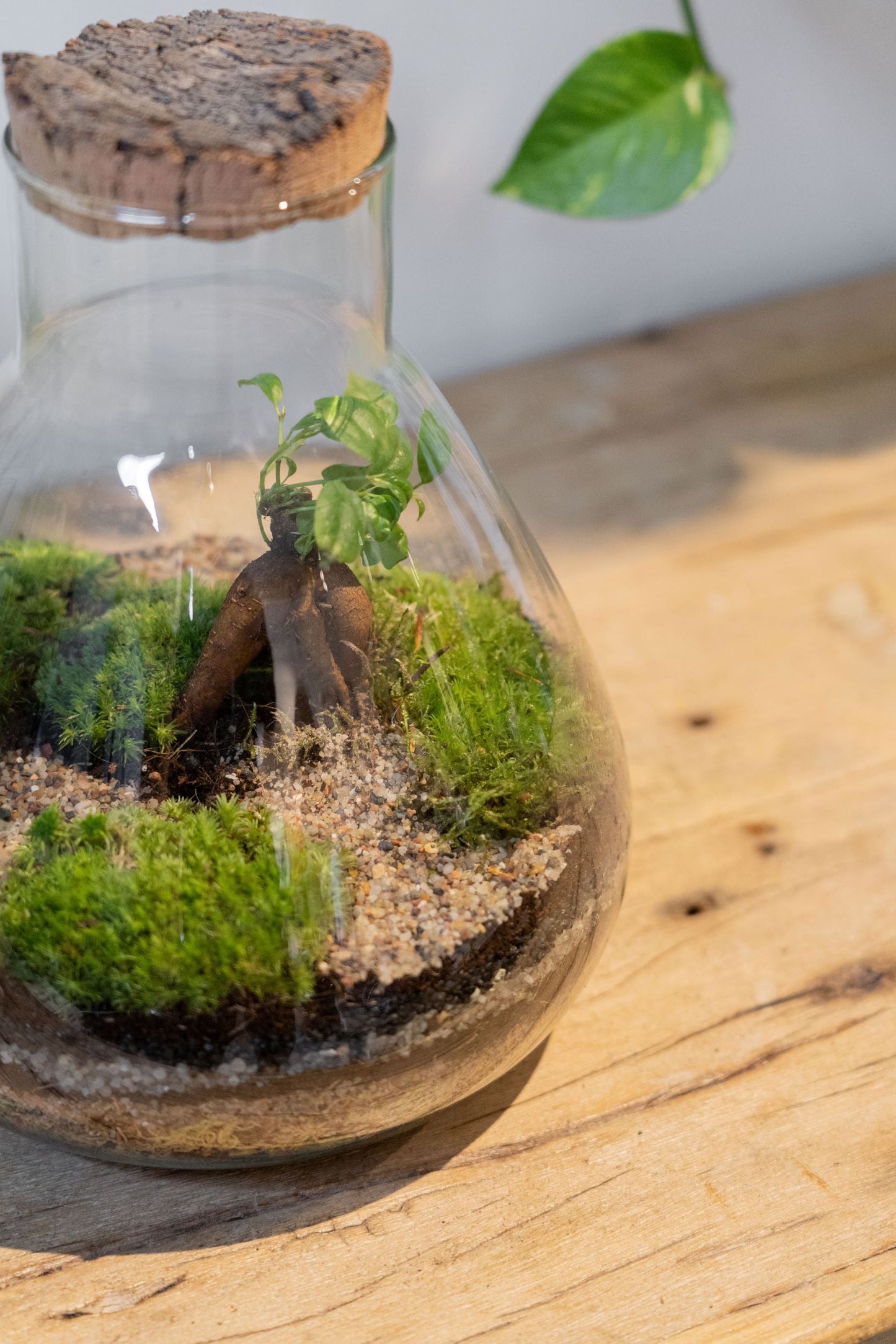 LAB Jar Terrarium Zen (24cm)