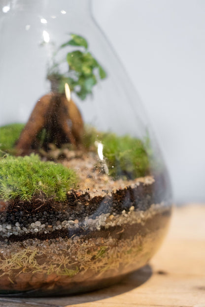 LAB Jar Terrarium Zen (24cm)