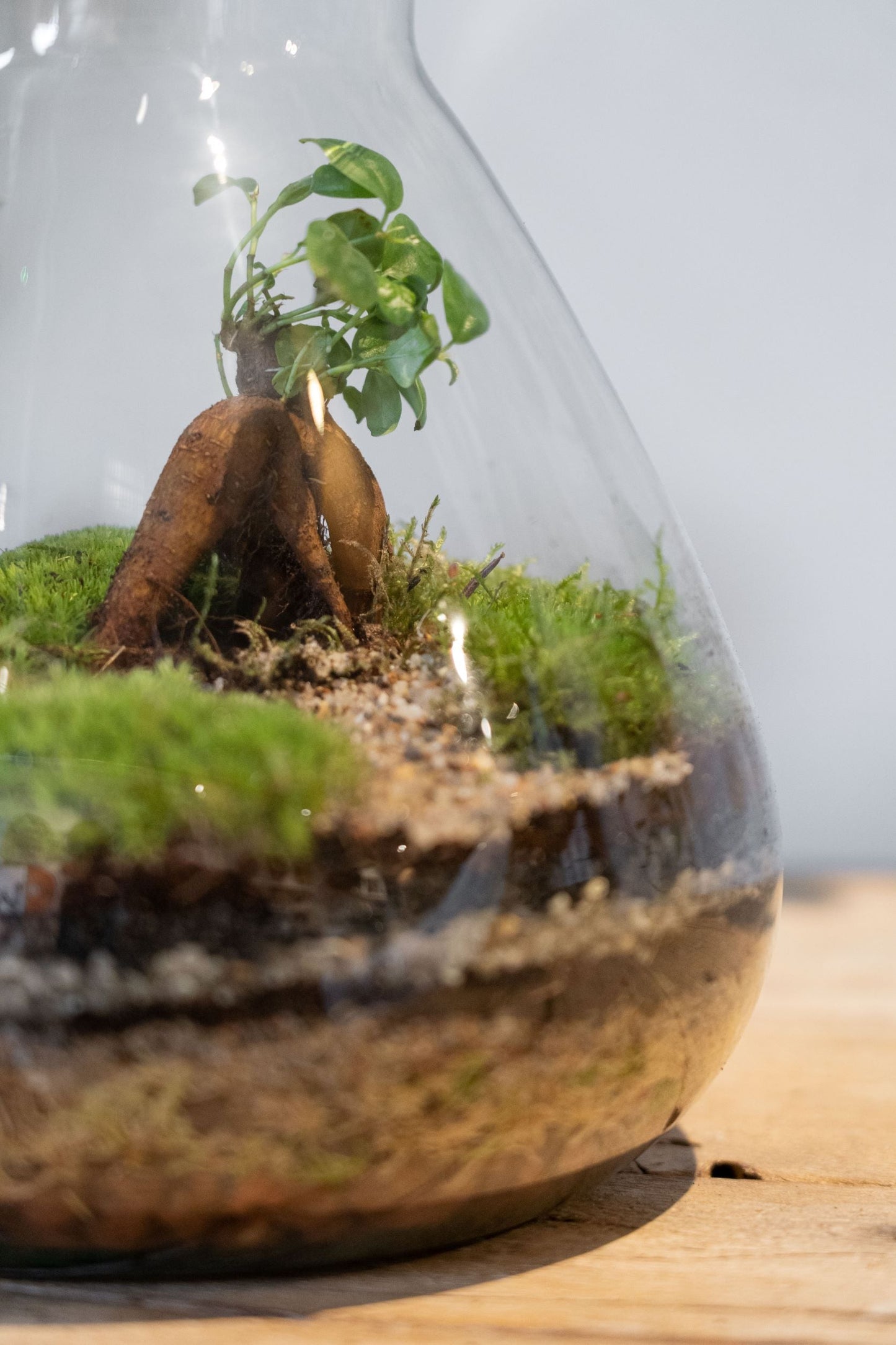 LAB Jar Terrarium Zen (24cm)