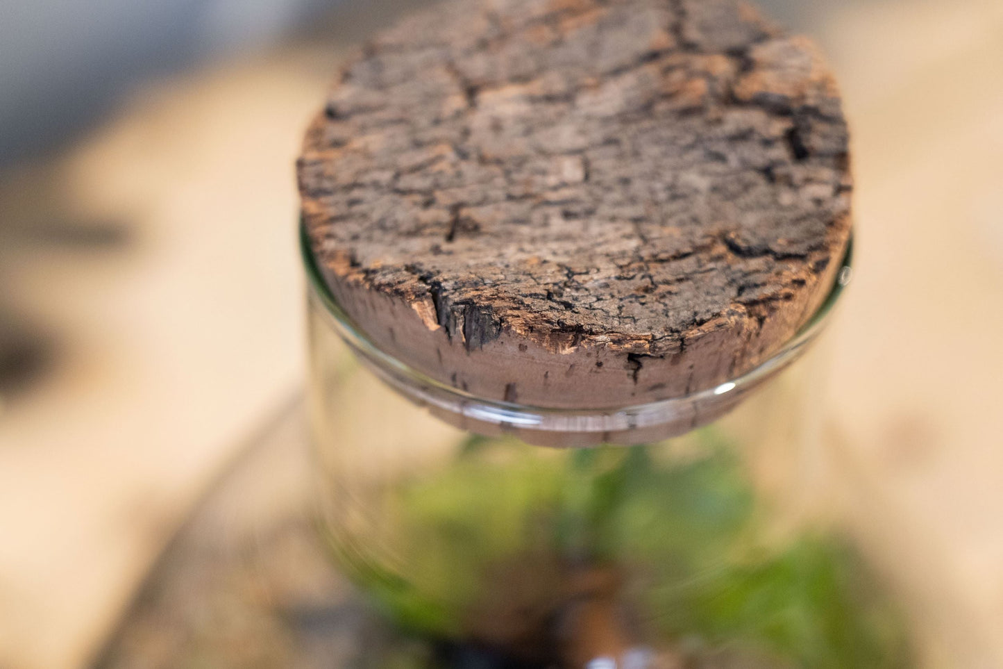 LAB Jar Terrarium Zen (24cm)