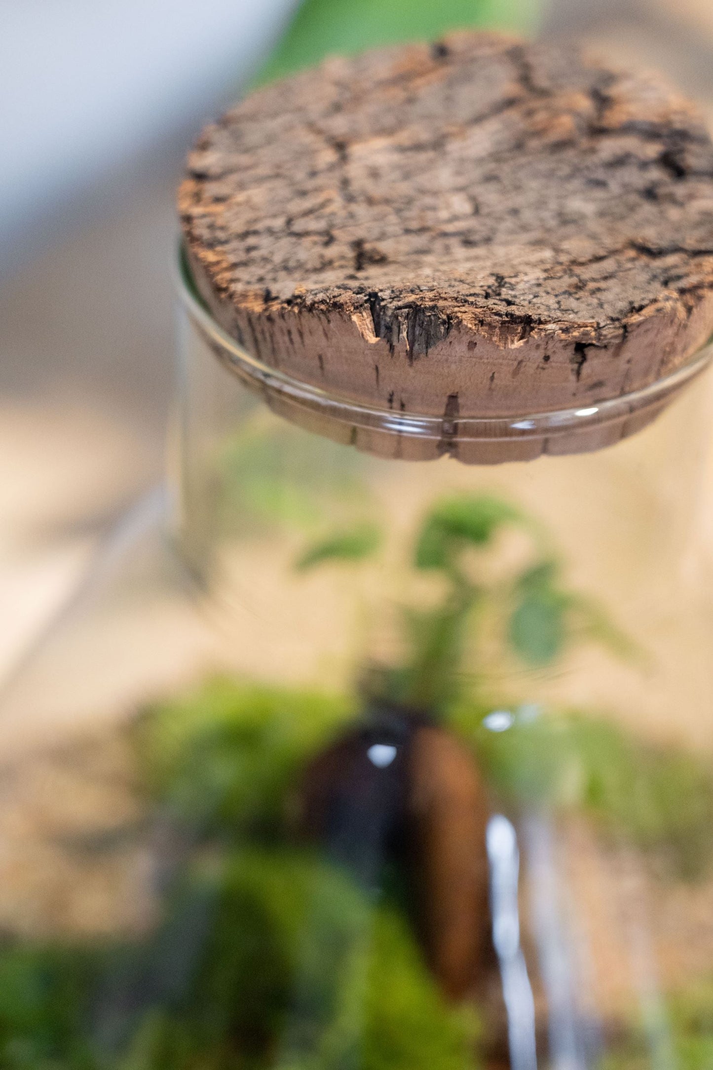 LAB Jar Terrarium Zen (24cm)