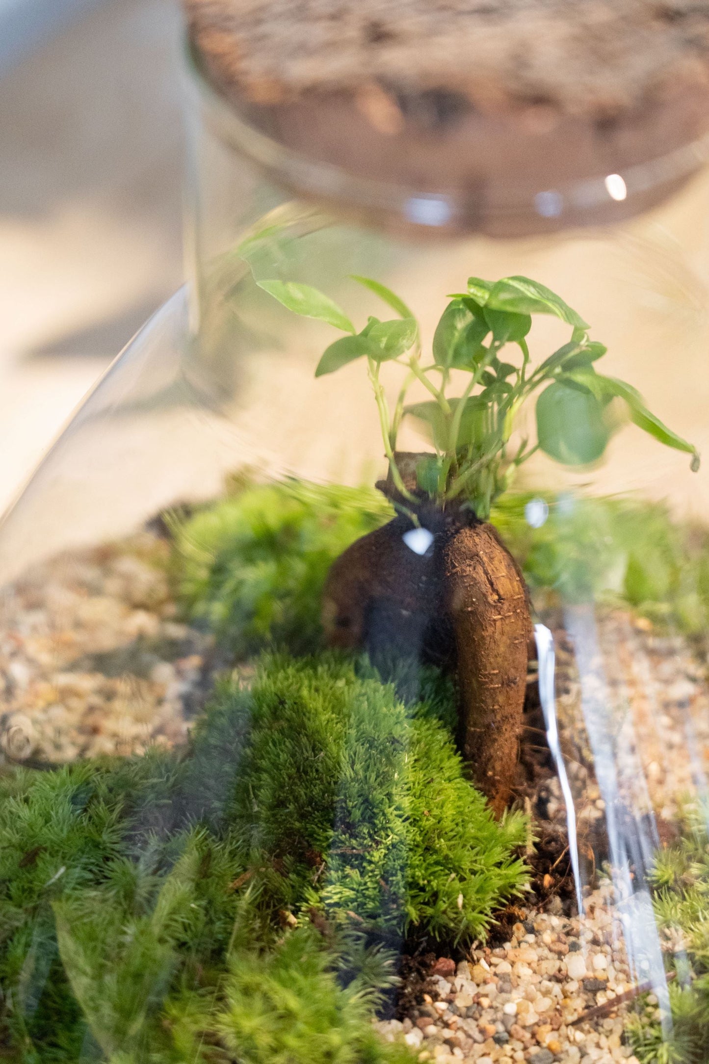 LAB Jar Terrarium Zen (24cm)