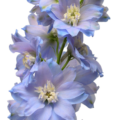 Delphinium 'Magic Fountain Sky Blue' 9cm