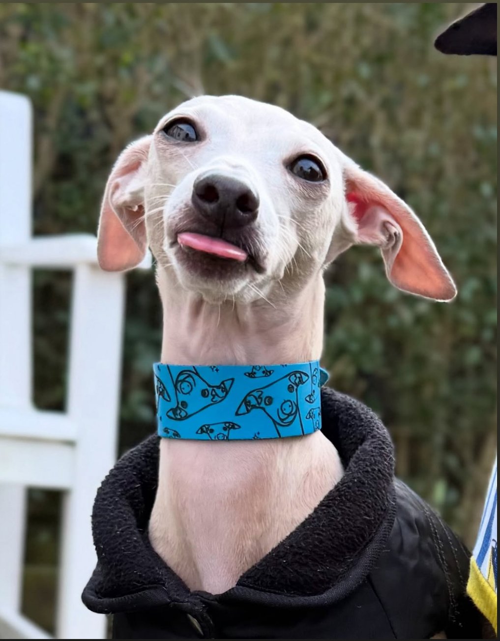 Leather Collar - Hounds