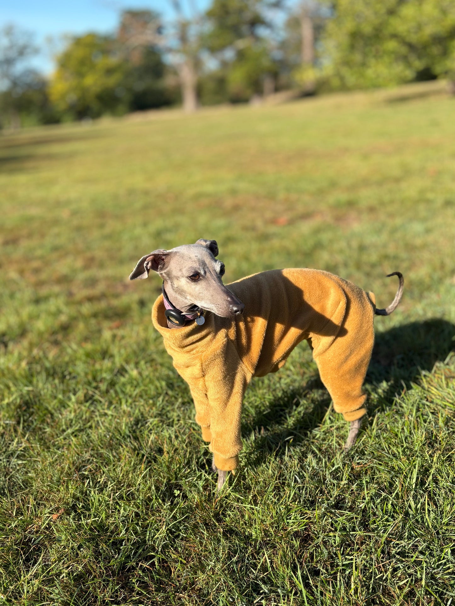 Fleece Lined Sweatshirt - Honey Yellow