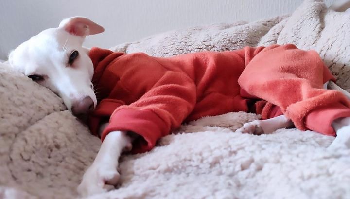 Fleece Lined Sweatshirt Suit - Pumpkin Spice Latte