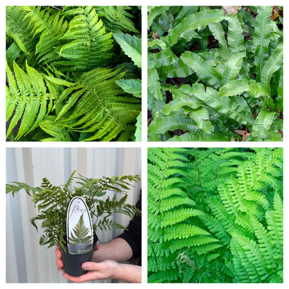 Mix of 3 Ferns 11cm / 2L
