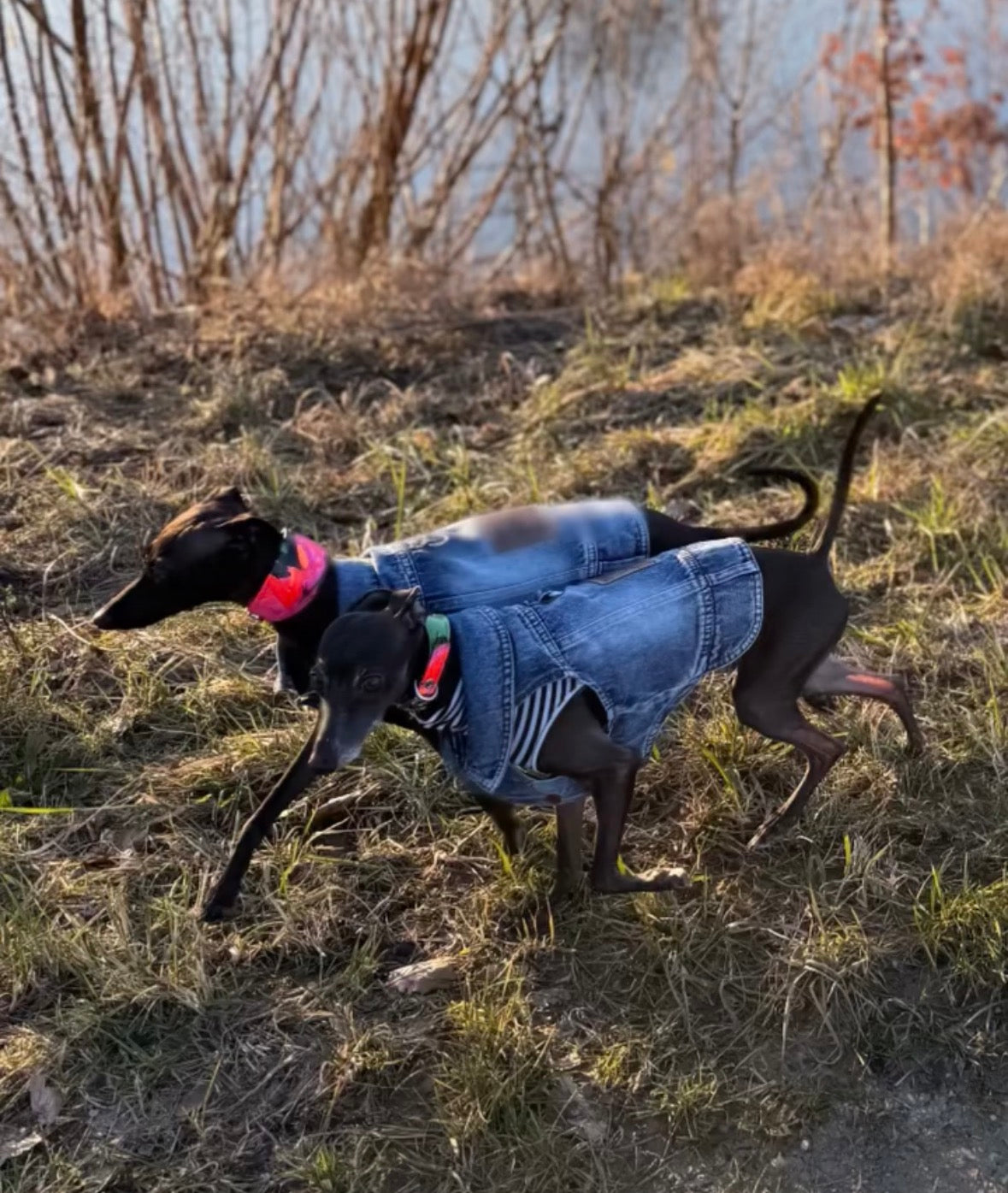 Denim Jacket - Cool Iggy Club