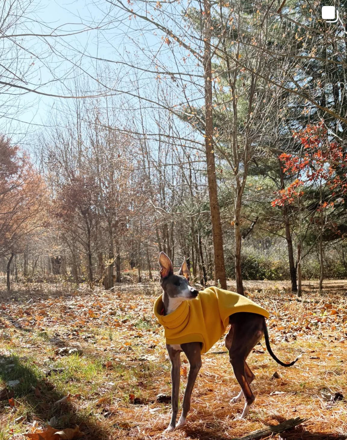 Open-Leg Fleece Vest - Yellow
