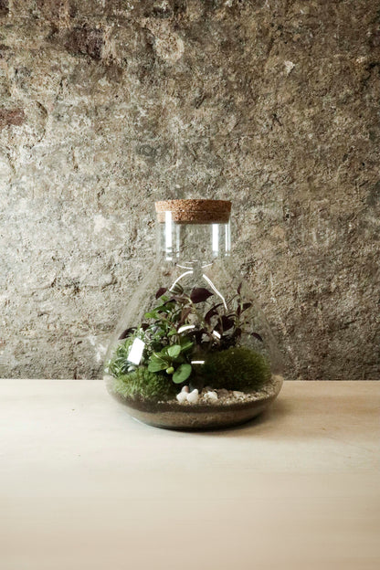 Large Lab Jar Terrarium 30x27cm FR35