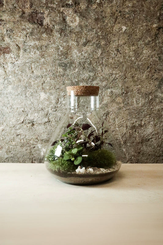 Large Lab Jar Terrarium 30x27cm FR35