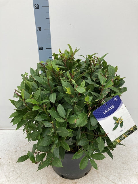 Established Laurus Nobilis Ball (Bay Leaf Ball) 15L / 24L / 30L