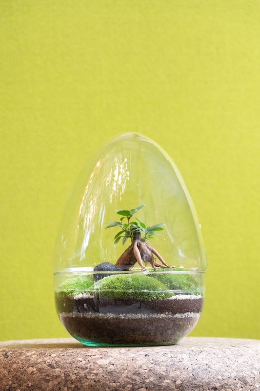 Large glass egg terrarium kit - 26cm
