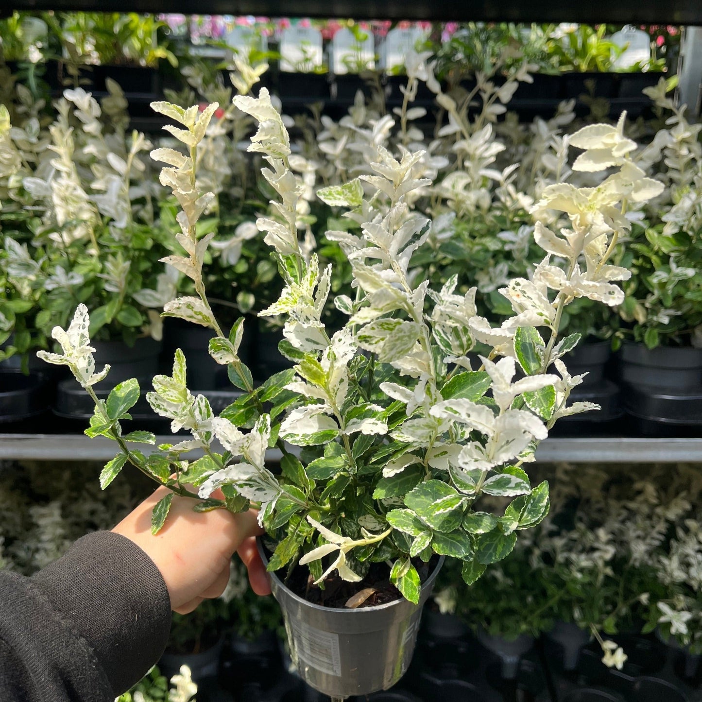 Euonymus fortunei 'Harlequin' 9cm / 13cm